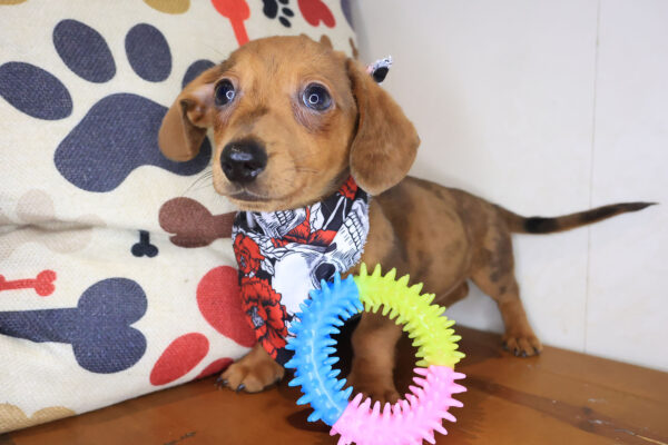 Buck Dachshund 01