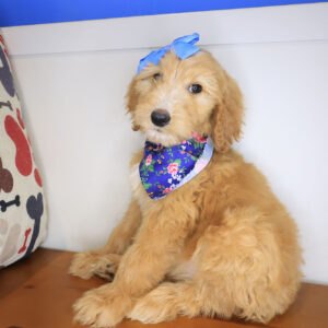 Button Goldendoodle 01