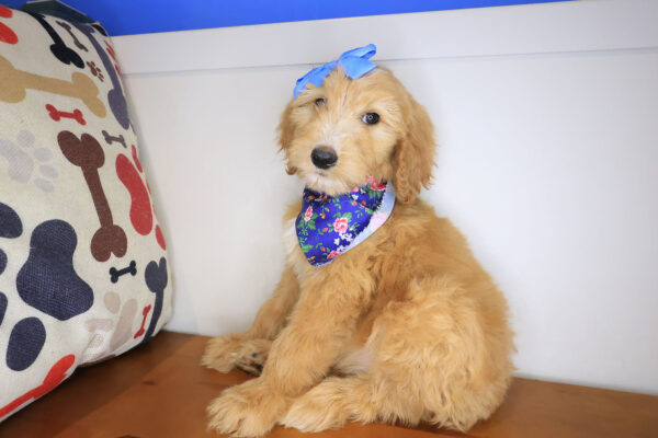 Button Goldendoodle 01