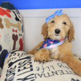 Button Goldendoodle 02