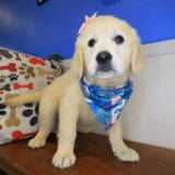 Candy Golden Retriever 01