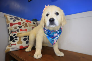 Candy Golden Retriever 01