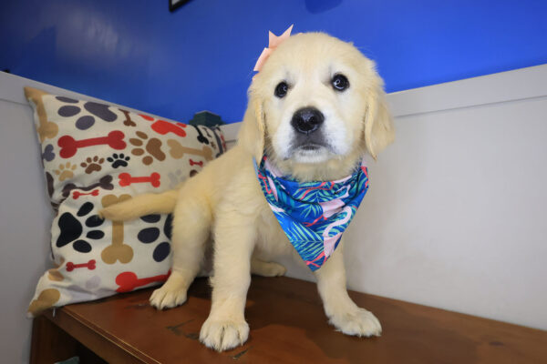 Candy Golden Retriever 01