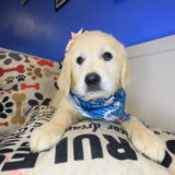 Candy Golden Retriever 03