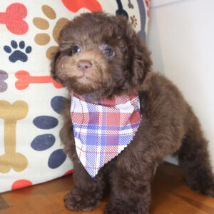 Caspian Poodle 01