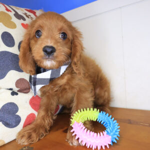 Chaos Cavapoo 01