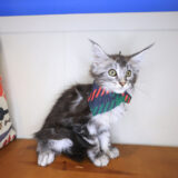 Charlie Maine Coon 01