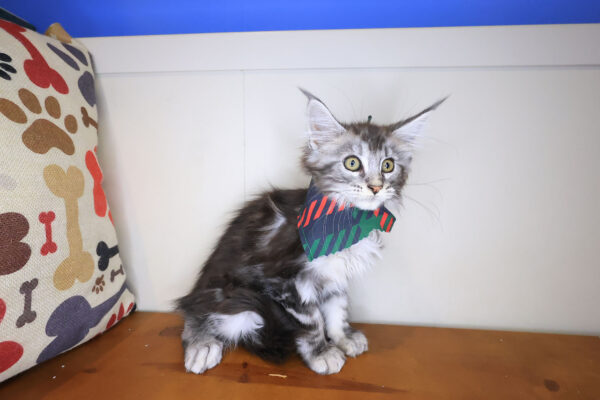 Charlie Maine Coon 01