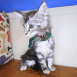Charlie Maine Coon 04