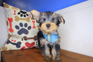 Chester Yorkshire Terrier 01