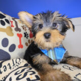 Chester Yorkshire Terrier 02