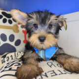 Chester Yorkshire Terrier 04