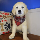 Chicklet Golden Retriever 01