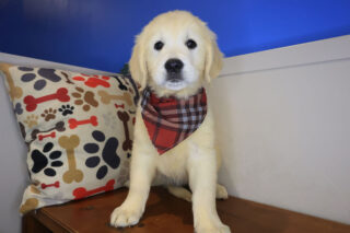 Chicklet Golden Retriever 01