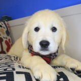 Chicklet Golden Retriever 02