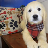 Chicklet Golden Retriever 03