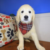 Chicklet Golden Retriever 04