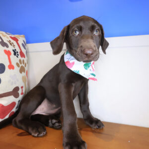 Chomp Labrador Retriever 01