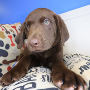 Cosmo Labrador Retriever 01