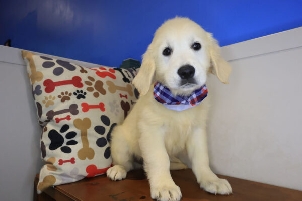 Croc Golden Retriever 01