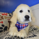 Croc Golden Retriever 02