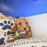 Cucciolo Irish Doodle 02
