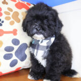 Cuddlebug Shihpoo 02