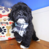 Cuddlebug Shihpoo 04