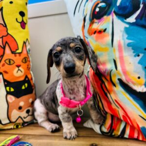 Cuppy Dachshund 01