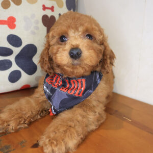 Cypress Poodle 01