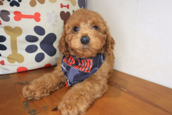 Cypress Poodle 01