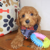 Cypress Poodle 03