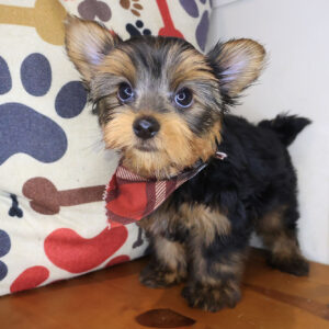 Cyrus Yorkshire Terrier 01