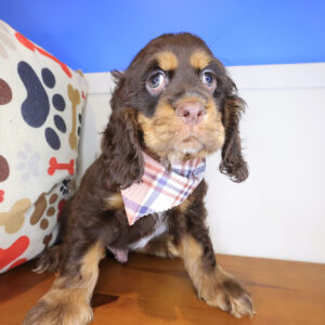Daphne Cocker Spaniel 01