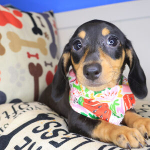 Darling Dachshund 01