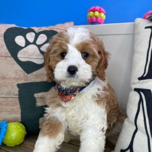 Declan Cavapoo 01