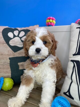 Declan Cavapoo 01