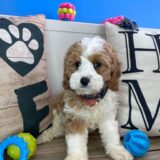 Declan Cavapoo 02