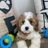 Declan Cavapoo 03