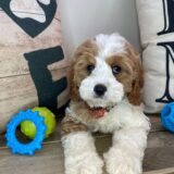 Declan Cavapoo 04