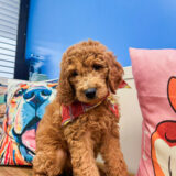 Denali Golden Doodle 01