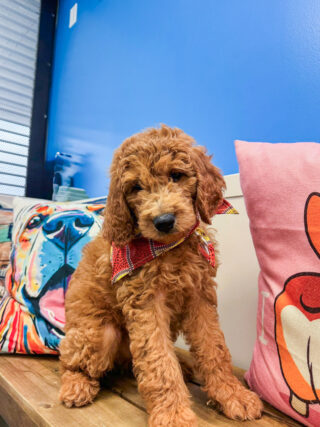 Denali Golden Doodle 01