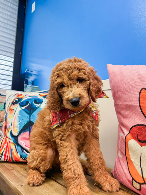 Denali Golden Doodle 01