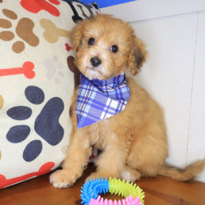 Diablo Bichapoo 01