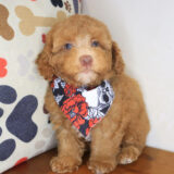 Dijon Poodle 01