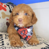 Dijon Poodle 02