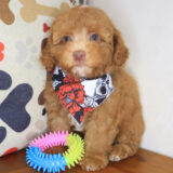 Dijon Poodle 03