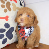 Dijon Poodle 04