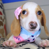 Dumpling Dachshund 02
