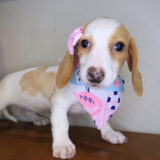 Dumpling Dachshund 03